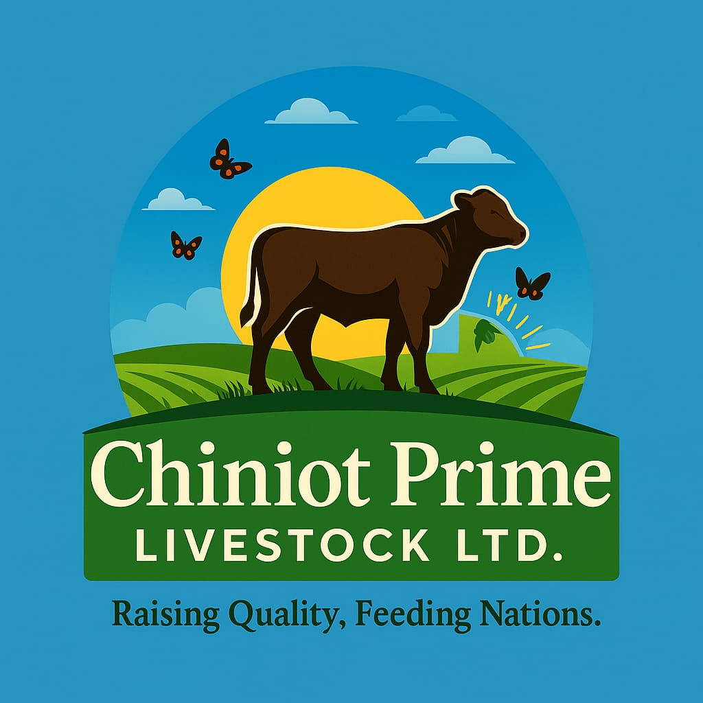 Healthy brown cattle on green pasture